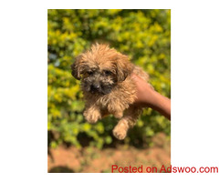 Puppies Near Me