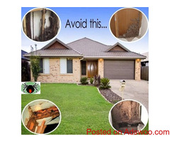 Affordable Termite Treatment & Pest Inspection Penrith