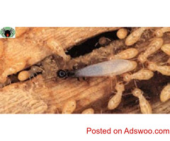 Affordable Termite Treatment & Pest Inspection Penrith