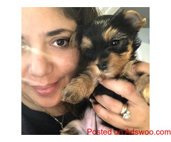 Free Tea Cup Yorkie puppies for adoption