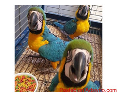 Pair of Blue and Gold Macaw Parrots For Sale