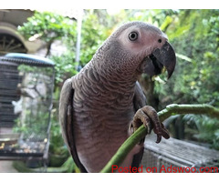 Pair of Blue and Gold Macaw Parrots For Sale