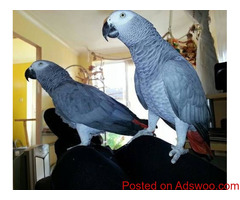 Pair of Blue and Gold Macaw Parrots For Sale