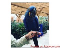 Hyacinth  Macaw Parrots For Sale