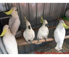 DNA tested Cockatoo Parrots Available
