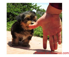YORKIE PUPPIES AVAILABLE