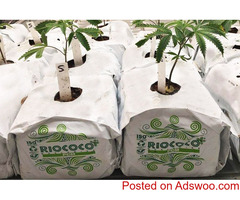 coir growing containers for cannabis