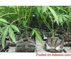 coir growing containers for cannabis