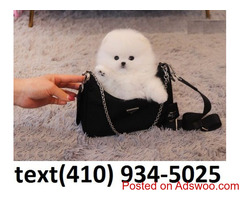 Exceptional t-cup pomeranian puppies for sale.