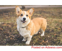 Adorable Pembroke Welsh Corgis