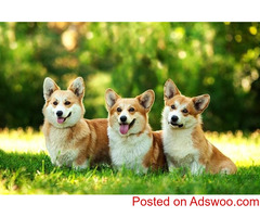 Adorable Pembroke Welsh Corgis