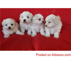 Charming teacup maltese puppies for adoption