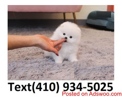 Amazing t-cup pomeranian puppies for sale.
