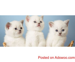 Birman Kitten for Sale