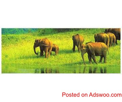 Kerala Tour