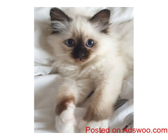 Affectionate White Birman Kitten for Sale
