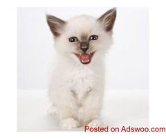 The Birman is a beautiful breed with magnificent features