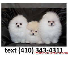 Tiny micro t-cup pomeranian puppies for sale.