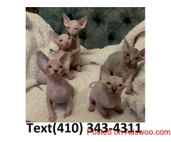 Amazing Sphynx kittens for sale.