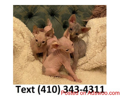 Gorgeous sphynx kittens for sale.