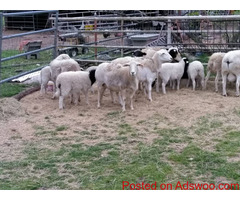 Sheep and lambs For Sale Whatsapp +27734531381