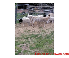 Sheep and lambs For Sale Whatsapp +27734531381