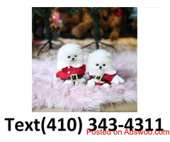 Exceptional t-cup pomeranian puppies for sale