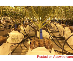 Coir Substrates for Marijuanas: The Best Media for Beginner & Experienced Growers