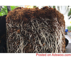Coir Substrates for Marijuanas: The Best Media for Beginner & Experienced Growers