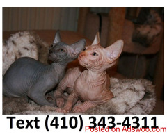 Super affectionate sphynx kittens for sale.