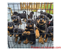 Rottweiler puppies for sale
