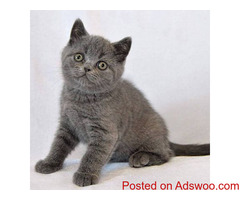 George purebred British shorthair Kittens Available