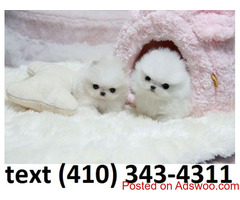 Precious t-cup pomeranian puppies for sale!