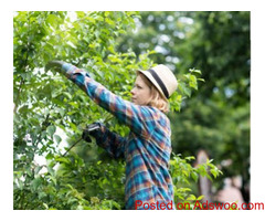 Fountain Valley Tree Service
