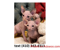 Amazing sphynx kittens for sale.