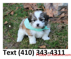 Cute Havanese puppies for sale!