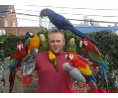 Hand-raised macaws, cockatoos, African grey parrots, Amazon parrots and fertile eggs for sale