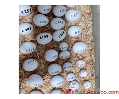 Hand-raised macaws, cockatoos, African grey parrots, Amazon parrots and fertile eggs for sale