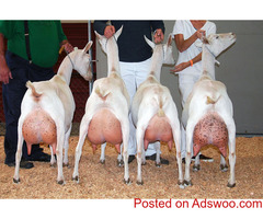 Purebred milking producinh goats, milking sheep and dairy cattle breed for sale