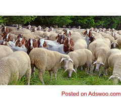 Purebred milking producinh goats, milking sheep and dairy cattle breed for sale