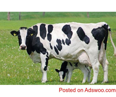 Purebred milking producinh goats, milking sheep and dairy cattle breed for sale