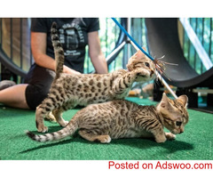 Cute Bengal Kittens Available