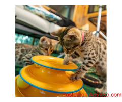 Cute Bengal Kittens Available