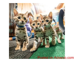 Cute Bengal Kittens Available