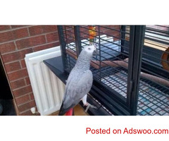 Congo African Grey Parrots Available