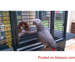 Congo African Grey Parrots Available