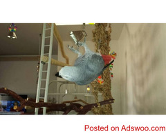 Congo African Grey Parrots Available