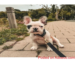 Excellent French Bulldog Puppies Home