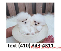 Adopt cute teacup pomeranian puppies!!!!