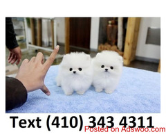 Mini t-cup pomeranian puppies for sale.